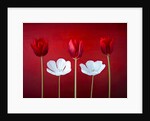 Tulip flowers in a row by Assaf Frank